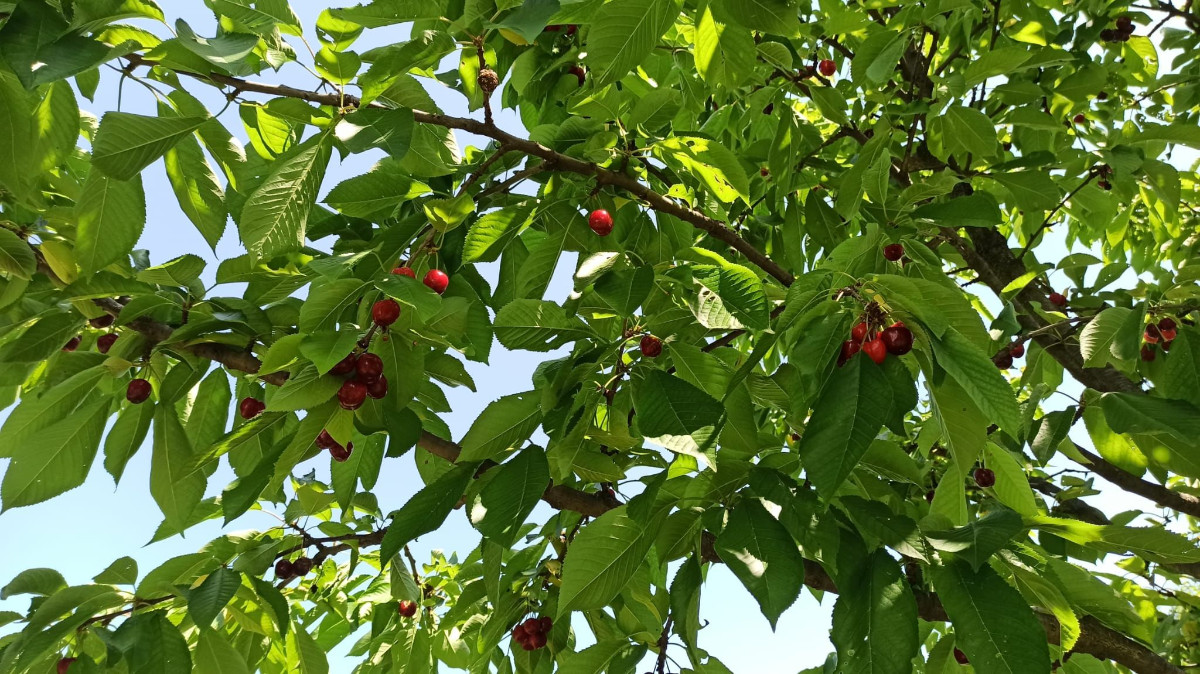 Nikodemus Haus 8.jpg