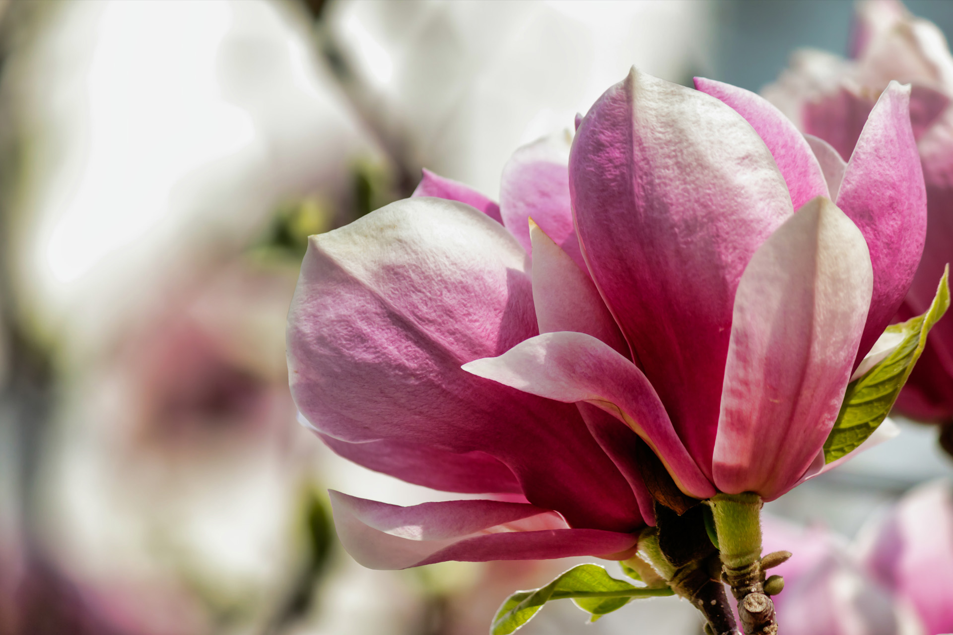 a_p_2026_ferien_magnolie.jpg